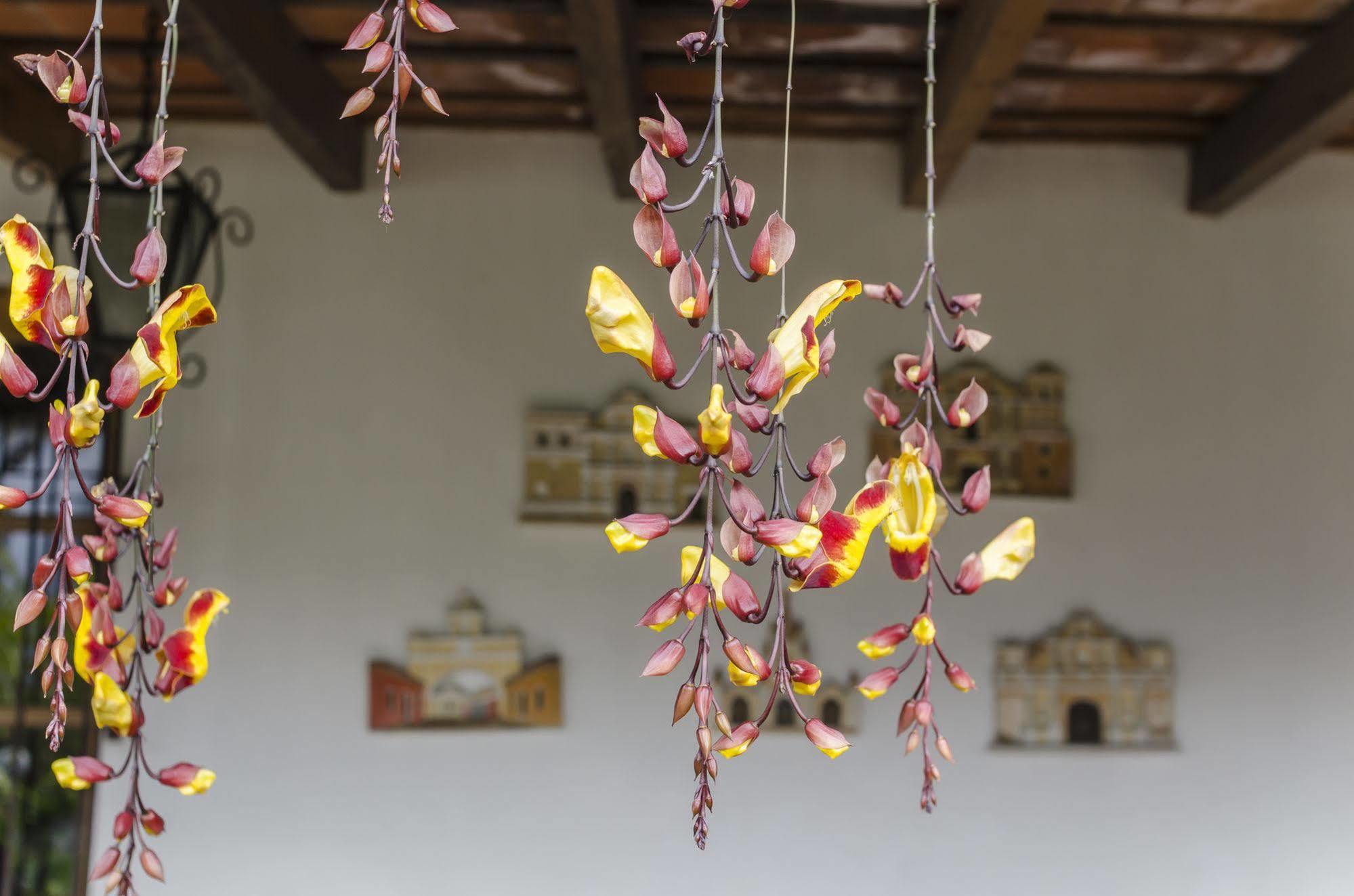 Hostal San Nicolas Antigua Ngoại thất bức ảnh